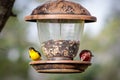 Finches at the Feeder