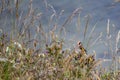 Finches in the grasses on Filey clifftops