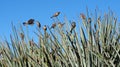 Finches Perch Atop the Tips of Yucca Plants