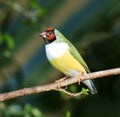 Finches sitting on a branch in the forest Royalty Free Stock Photo