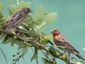 Finches