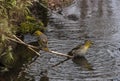 Finches at waterside