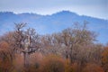 Find the African fish eagle in the baobat tree treetop. Summer landscape near the Lake Kariba, Zimbabwe in Africa. Smali bird in