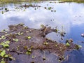 Find the birdie in the Everglades in Florida USA