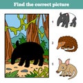 Find the correct picture. Malayan tapir and background
