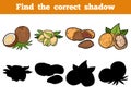 Find the correct shadow: nuts