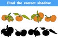 Find the correct shadow. Vector color set of orange fruits Royalty Free Stock Photo