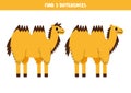 Find 3 differences between two cute cartoon bactrian camel. Royalty Free Stock Photo