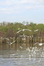 Find food from group of white seagull background soft focus fly