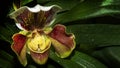 Find forest flower lady`s slipper orchids