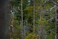 Find the hawk in the forest, taiga in Finland, Europe. Goshawk, Accipiter gentilis, bird of prey in the forest habitat, sitting on