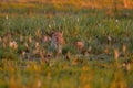 Find the leopard. Okavango delta. Wildlife Botswana. Leopard golden grass sunset, Botswana, Africa. Big spotted cat in the wild