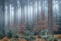 Find the owl. Eurasian Eagle Owl, Bubo Bubo, sitting in the grass at foggy forest, wildlife photo with orange autumn colours,