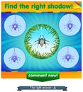 Find right shadow spider Royalty Free Stock Photo