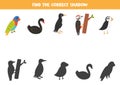 Find shadows of cute cartoon birds. Educational logical game for kids.