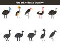 Find shadows of cute cartoon birds. Educational logical game for kids.