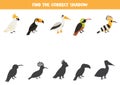Find shadows of cute cartoon birds. Educational logical game for kids.