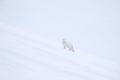 Find the white polar fox in the snow. Arctic fox in wintery landscape, Svalbard, Norway. Wildlife action scene from nature, Vulpes