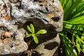 Find your own niche - small seedling stretches for the sun from where it grows in the crevice of a moss encrusted rock Royalty Free Stock Photo