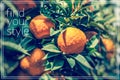 Find your style. Branch orange tree fruits green leaves. Royalty Free Stock Photo