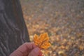 Finding Autumn leaves Royalty Free Stock Photo