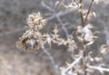 Finding Beauty in the Remains: A Tall Weed's Journey Through the Seasons