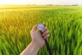 Finding a direction in nature on a wheat field. A man`s hand holds a compass