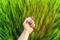 Finding a direction in nature on a wheat field. A man`s hand holds a compass