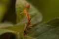 Red, ants, macro