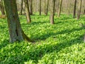 Finding of fresh leaves of plant wild garlic Royalty Free Stock Photo