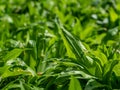 Finding of fresh leaves of plant wild garlic Royalty Free Stock Photo