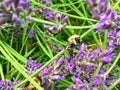 A smaller Bumlebee in the garden looking for nectar Royalty Free Stock Photo