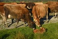 Finding a lost calf Royalty Free Stock Photo