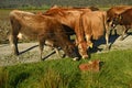 Finding a lost calf Royalty Free Stock Photo