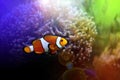 Finding Nemo Royalty Free Stock Photo