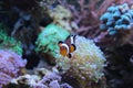 Finding Nemo in aquarium Royalty Free Stock Photo