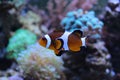 Finding Nemo in aquarium Royalty Free Stock Photo