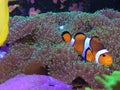 Finding Nemo on a Real Fish Tank Laying on a Mushroom Coral Royalty Free Stock Photo