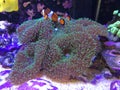 Finding Nemo on a Real Fish Tank Playing on a Mushroom Coral