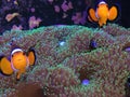 Finding Nemo on a Real Fish Tank