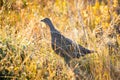 Finding Sharp-Tailed Grouse in Montana Grasslands Royalty Free Stock Photo