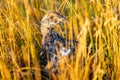 Finding Sharp-Tailed Grouse in Montana Grasslands Royalty Free Stock Photo