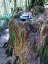 Finding teapots at Teapot Hill trail near Cultus Lake, Chilliwack, BC, Canada