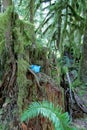 Finding teapots at Teapot Hill trail near Cultus Lake, Chilliwack, BC, Canada