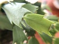 Fine aerial roots of a Christmas cactus - macro