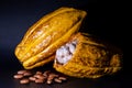 Fine arome arriba nacional cacao fruit, Ecuador Royalty Free Stock Photo