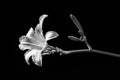 Fine art B&W photo of daylily Royalty Free Stock Photo