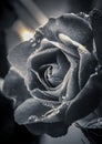 Fine art B&W of rose. Royalty Free Stock Photo