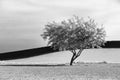 Fine art B&W of tree in desert. Royalty Free Stock Photo
