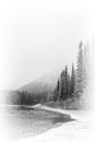 Fine art black and white image of pine trees, river and mountain.